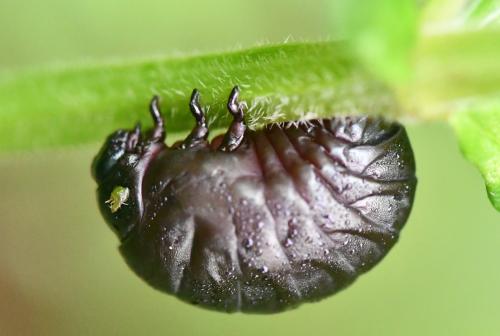 Timarcha tenebricosa